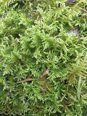 Thuidiopsis
