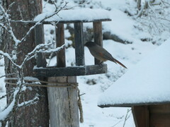 Perisoreus infaustus