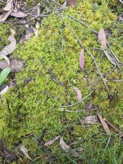 Thuidiopsis