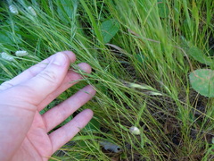 Festuca bromoides