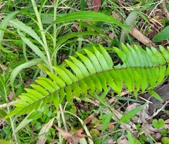 Pellaea falcata