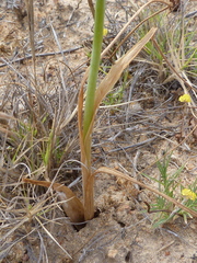 Albuca clanwilliamae-gloria