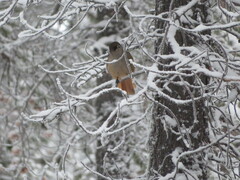 Perisoreus infaustus