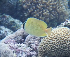 Chaetodon citrinellus