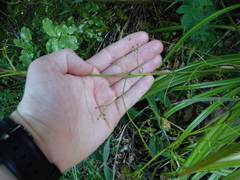 Dianella nigra