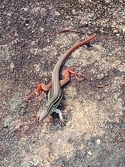 Aspidoscelis motaguae