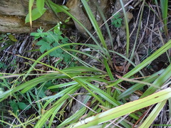 Dianella nigra