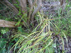 Dianella nigra