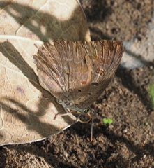 Arhopala eupolis