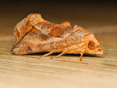 Oraesia emarginata