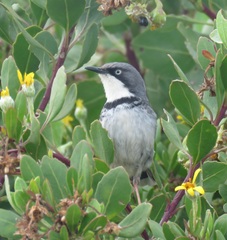 Apalis thoracica capensis