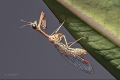 Mantispidae