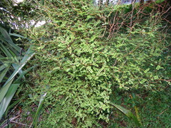 Sophora