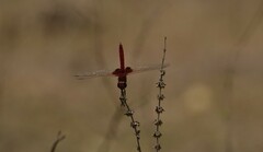 Urothemis assignata