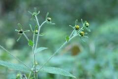 Sigesbeckia pubescens