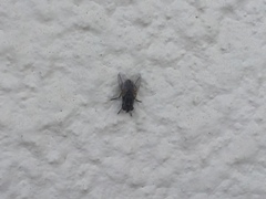 Musca domestica