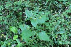 Sigesbeckia pubescens