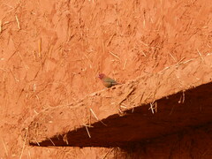 Lagonosticta senegala