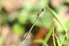 Lestes temporalis