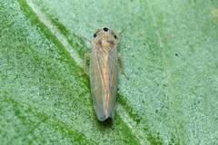 Phlogotettix cyclops