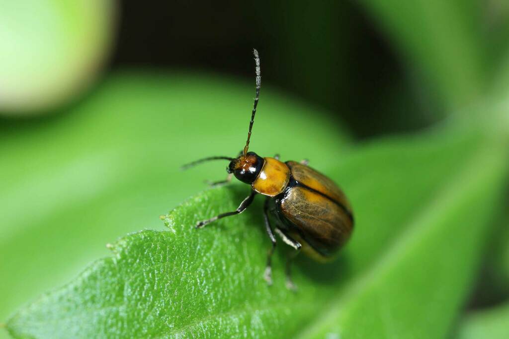 Atrachya menetriesii from 長池公園 on October 23, 2022 at 10:23 AM by 登坂久雄 ...