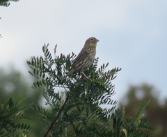 Euplectes capensis capensis