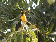 Ploceus melanocephalus