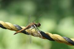 Sympetrum frequens