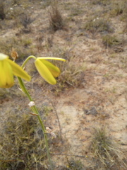 Albuca clanwilliamae-gloria