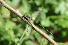 Lestes temporalis