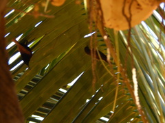 Chalcomitra senegalensis