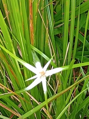 Rhynchospora nervosa