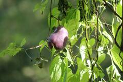 Akebia trifoliata