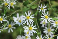 Aster microcephalus
