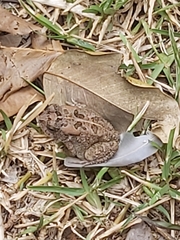 Sclerophrys gutturalis