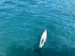 Cephalorhynchus hectori