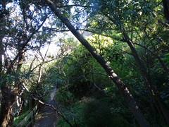 Acacia floribunda