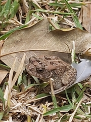 Sclerophrys gutturalis