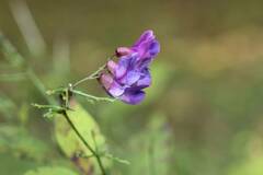 Vicia unijuga