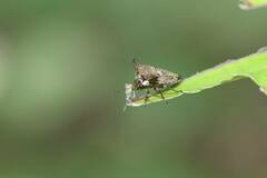 Alcimocoris japonensis