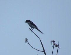 Lanius collaris collaris