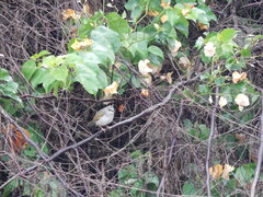 Camaroptera brachyura