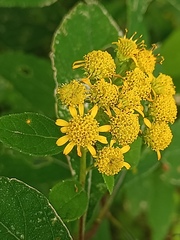 Verbesina agricolarum