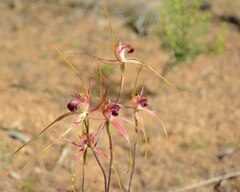 Caladenia decora