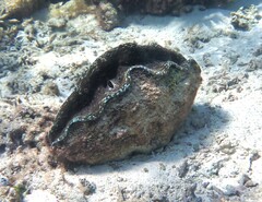 Tridacna derasa