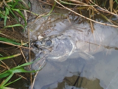 Oncorhynchus keta