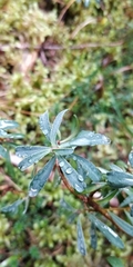 Daphne striata