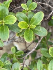 Myoporum laetum