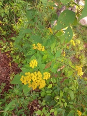 Verbesina agricolarum