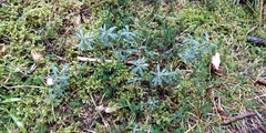 Daphne striata